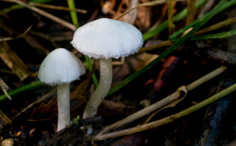 Inocybe geophylla